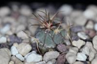 Echinocactus horizonthalonius VCA 142
